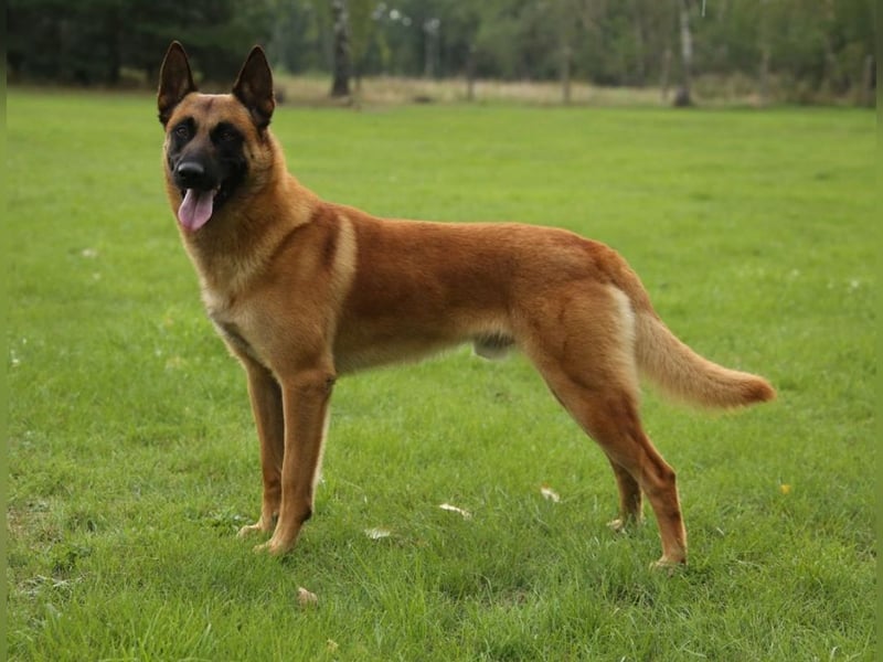 Malinois Welpen VDH Zucht Braxx von den Kranichteichen x Freya ad multos annos