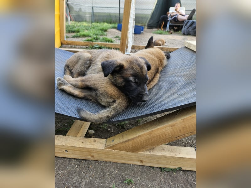Malinois Welpen VDH Zucht Braxx von den Kranichteichen x Freya ad multos annos