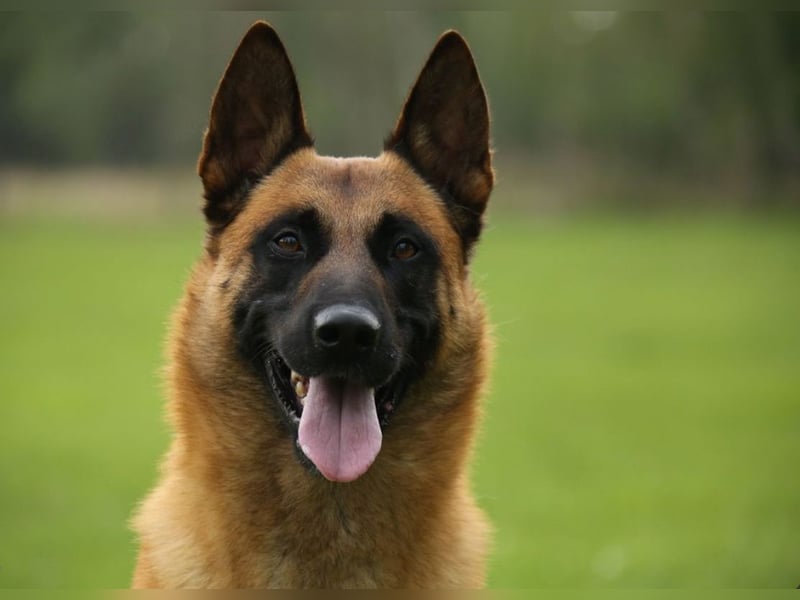 Malinois Welpen VDH Zucht Braxx von den Kranichteichen x Freya ad multos annos