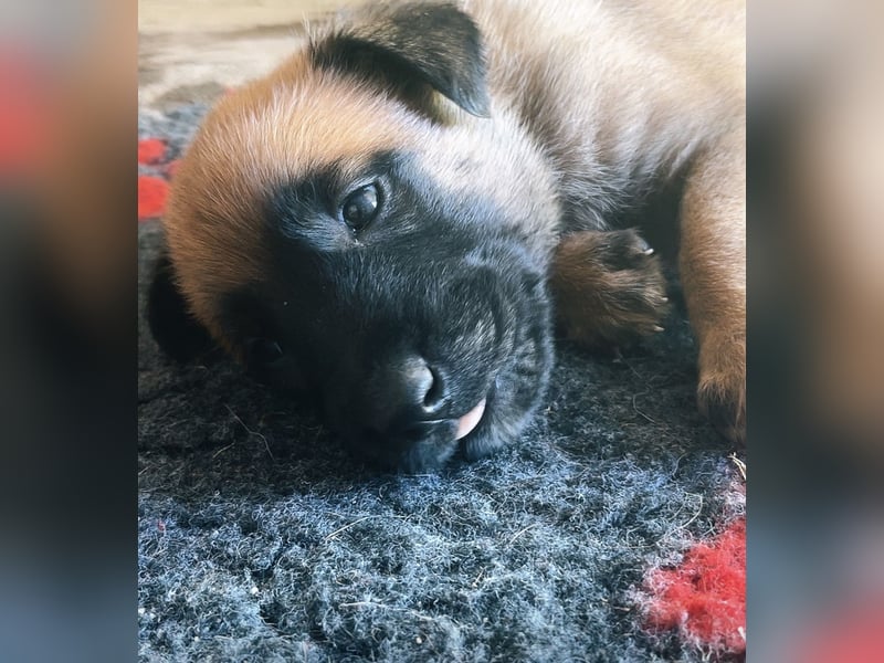 Malinois Welpen VDH Zucht Braxx von den Kranichteichen x Freya ad multos annos