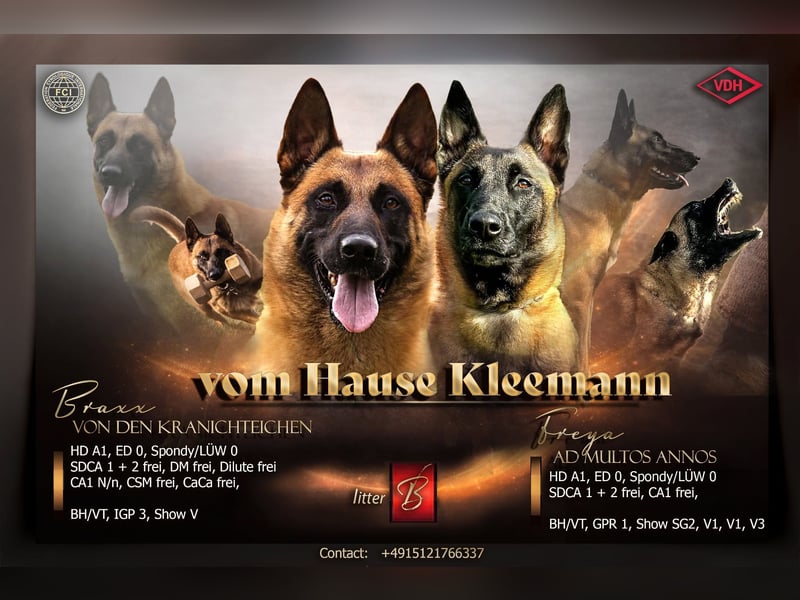 Malinois Welpen VDH Zucht Braxx von den Kranichteichen x Freya ad multos annos