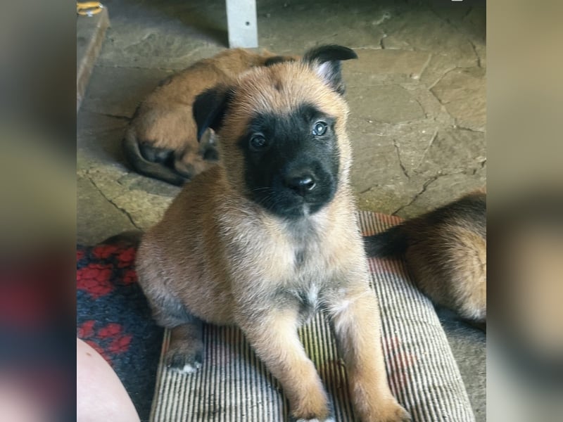 Malinois Welpen VDH Zucht Braxx von den Kranichteichen x Freya ad multos annos