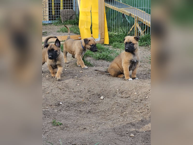 Malinois Welpen VDH Zucht Braxx von den Kranichteichen x Freya ad multos annos