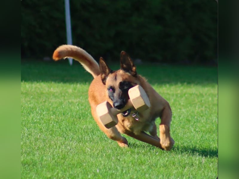Malinois Welpen VDH Zucht Braxx von den Kranichteichen x Freya ad multos annos