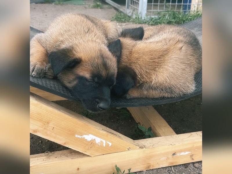 Malinois Welpen VDH Zucht Braxx von den Kranichteichen x Freya ad multos annos