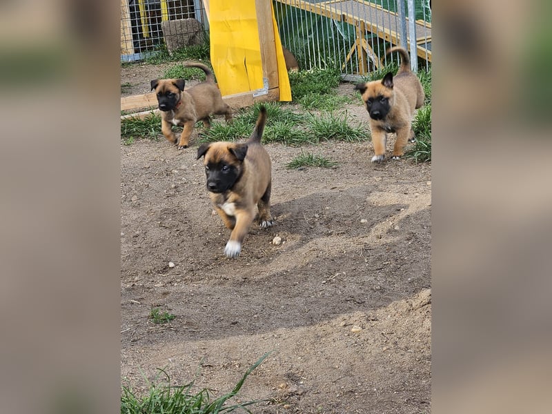 Malinois Welpen VDH Zucht Braxx von den Kranichteichen x Freya ad multos annos