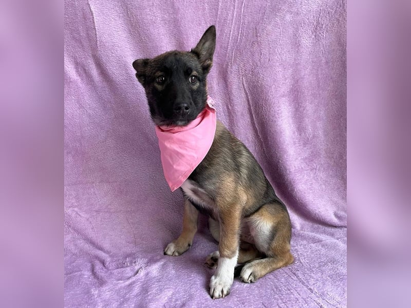 Cookie -Aktiver Welpe sucht erfahrenes Zuhause!