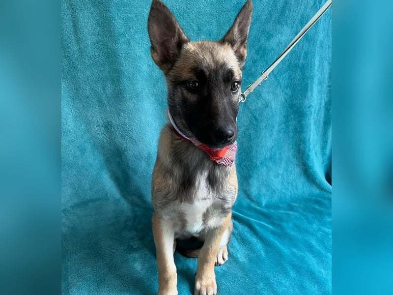 Jul -Sonnenschein auf vier Pfoten sucht liebevolle Familie!