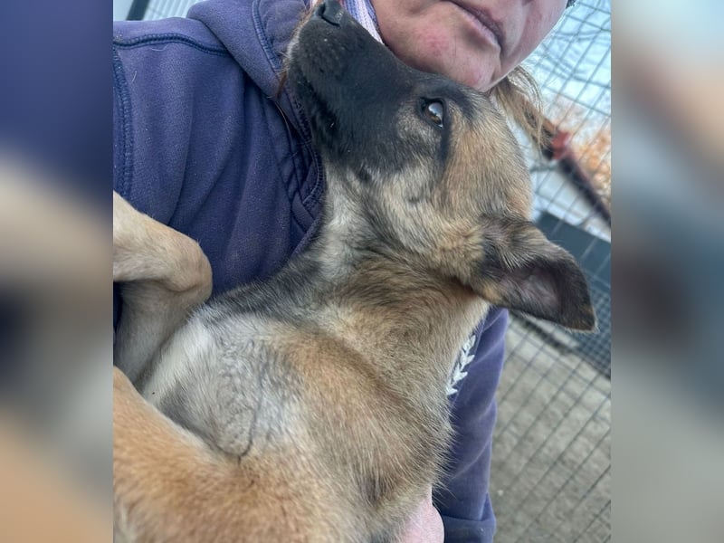 Jul -Sonnenschein auf vier Pfoten sucht liebevolle Familie!