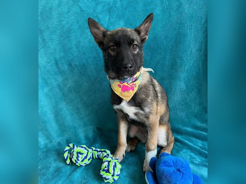 Cookie -Aktiver Welpe sucht erfahrenes Zuhause!