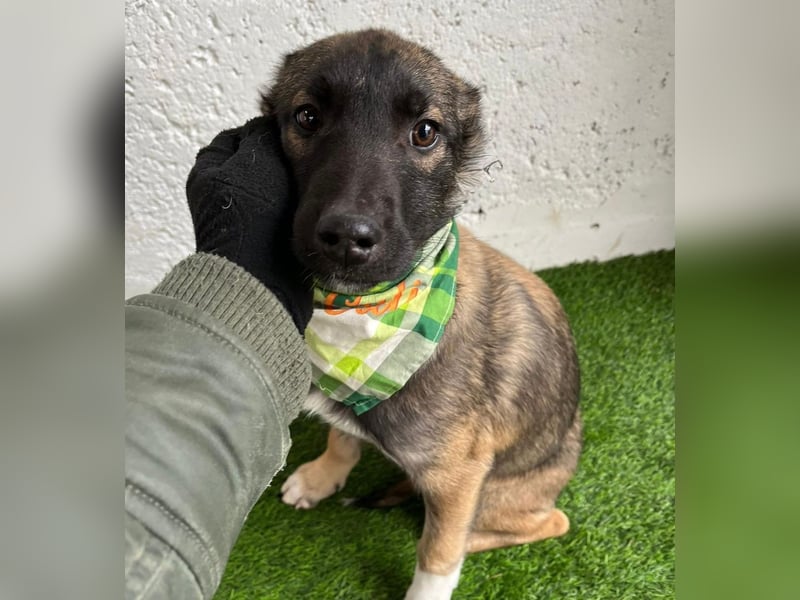 Cookie -Aktiver Welpe sucht erfahrenes Zuhause!