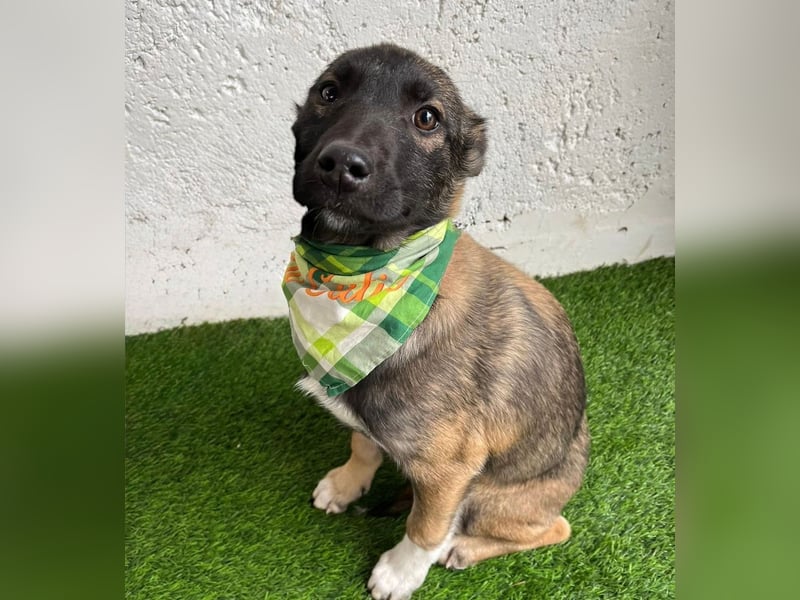 Cookie -Aktiver Welpe sucht erfahrenes Zuhause!