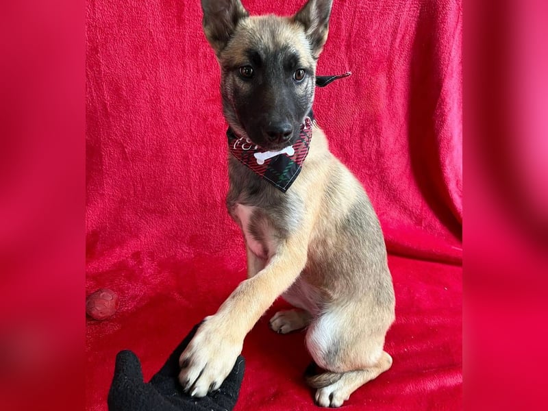 Jul -Sonnenschein auf vier Pfoten sucht liebevolle Familie!