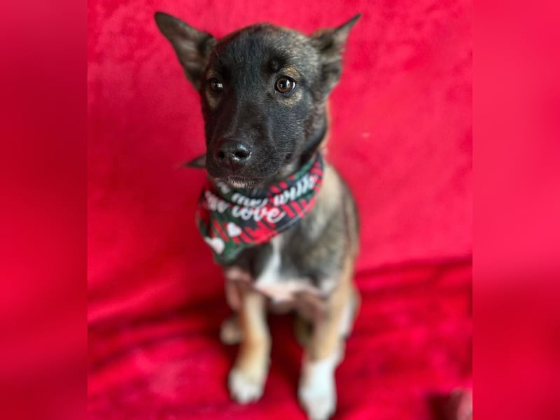 Cookie -Aktiver Welpe sucht erfahrenes Zuhause!