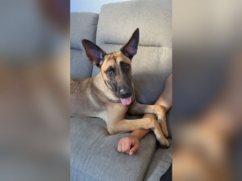 ALPHA - sensibler Kampfkuschler