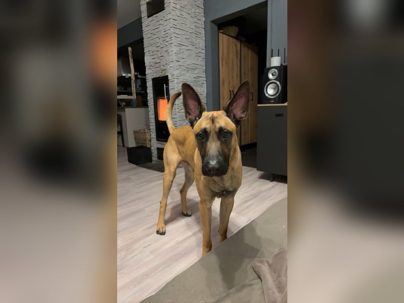 ALPHA - sensibler Kampfkuschler