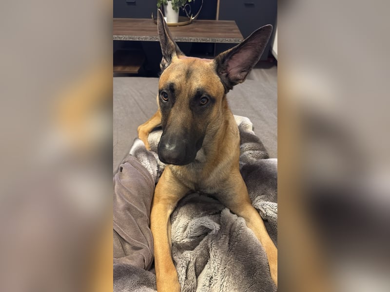 ALPHA - sensibler Kampfkuschler