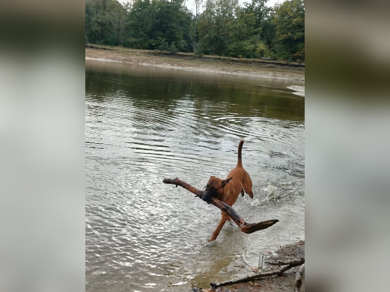Liebevolles Zuhause für einen wachsamen Schäferhund gesucht