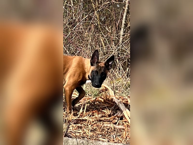 Malinois-Rüde
