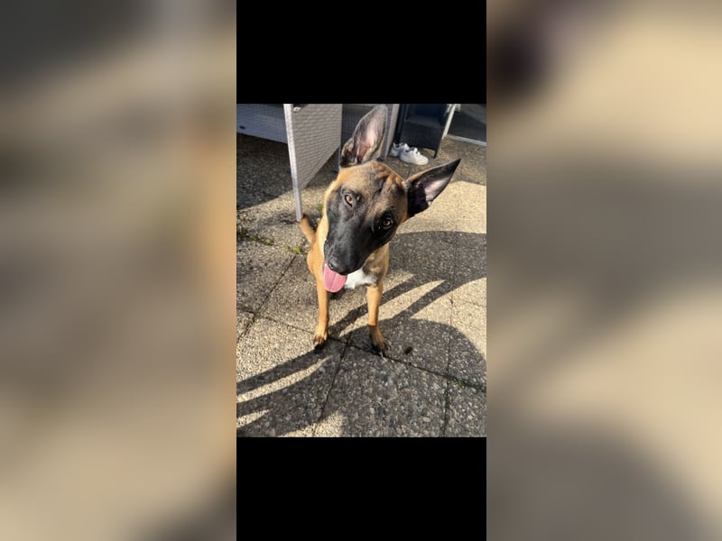 Malinois-Rüde
