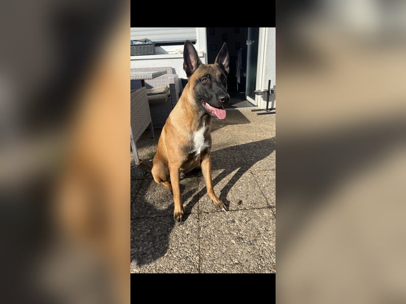 Malinois-Rüde