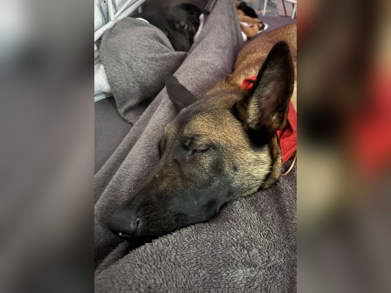 Malinois-Hündin sucht dringend ein neues zu Hause