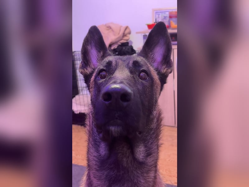 Malinois-Hündin sucht dringend ein neues zu Hause