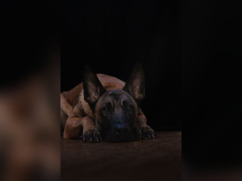 Malinois-Hündin sucht dringend ein neues zu Hause