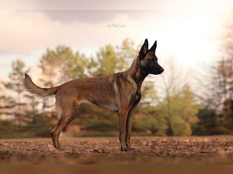 Malinois Hündin sucht ein zuhause