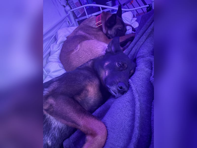 Malinois-Hündin sucht dringend ein neues zu Hause
