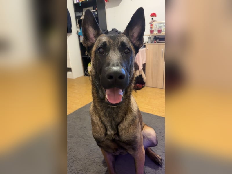 Malinois-Hündin sucht dringend ein neues zu Hause