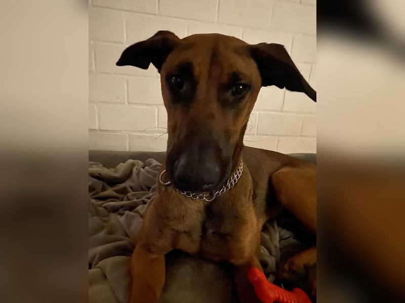 Malinois Dobermann Rüde Junghund