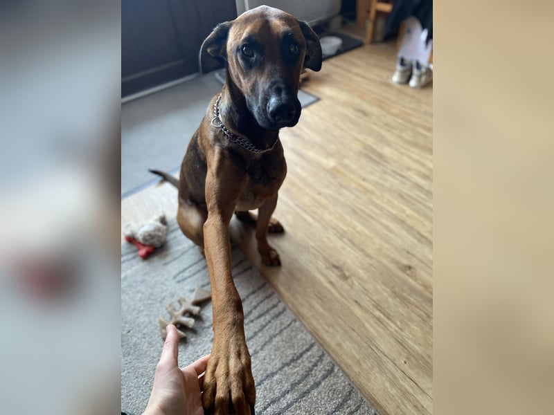 Malinois Dobermann Rüde Junghund