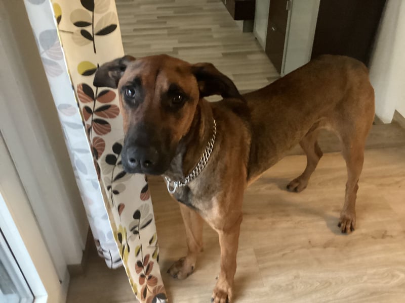 Malinois Dobermann Rüde Junghund