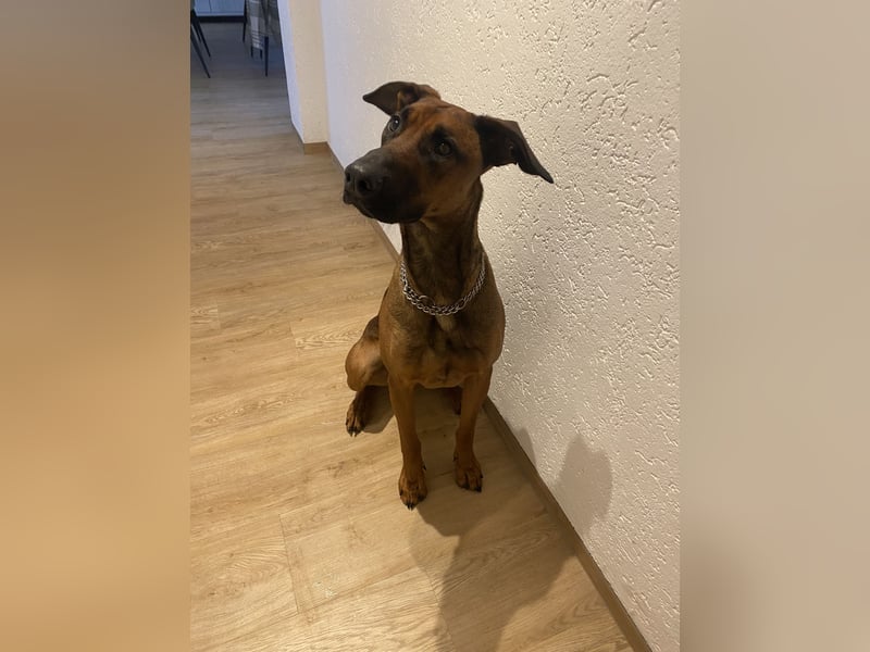 Malinois Dobermann Rüde Junghund