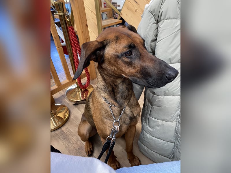 Malinois Dobermann Rüde Junghund