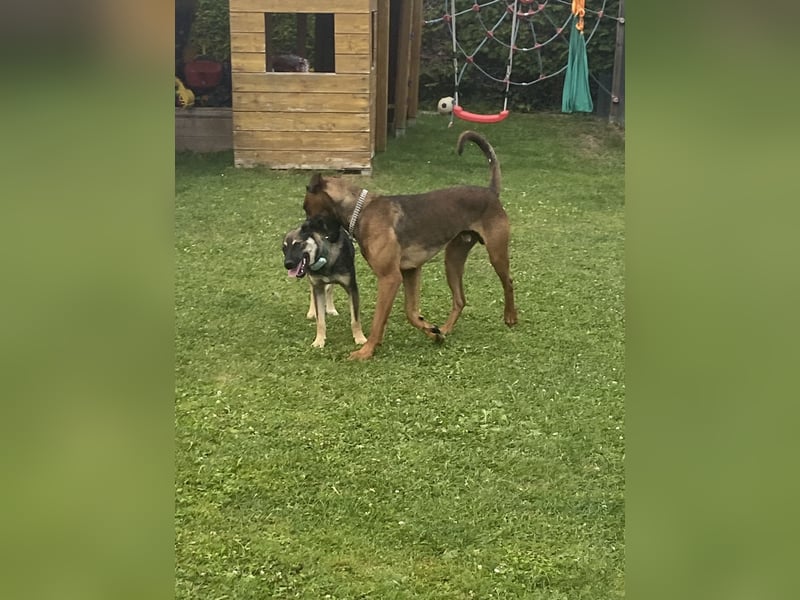 Malinois Dobermann Rüde Junghund