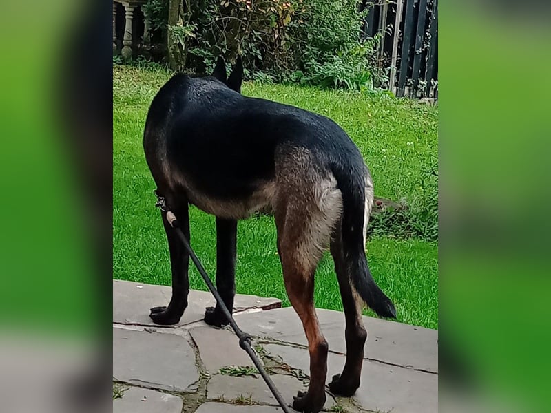 Belgischer Schäferhund Mali