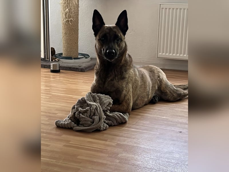 Treuer Mali sucht liebevolles zu Hause