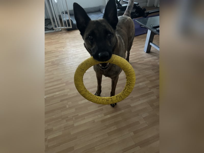 Treuer Mali sucht liebevolles zu Hause