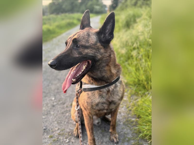 Treuer Mali sucht liebevolles zu Hause