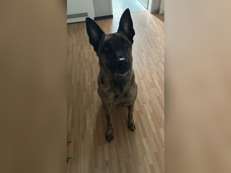 Treuer Mali sucht liebevolles zu Hause