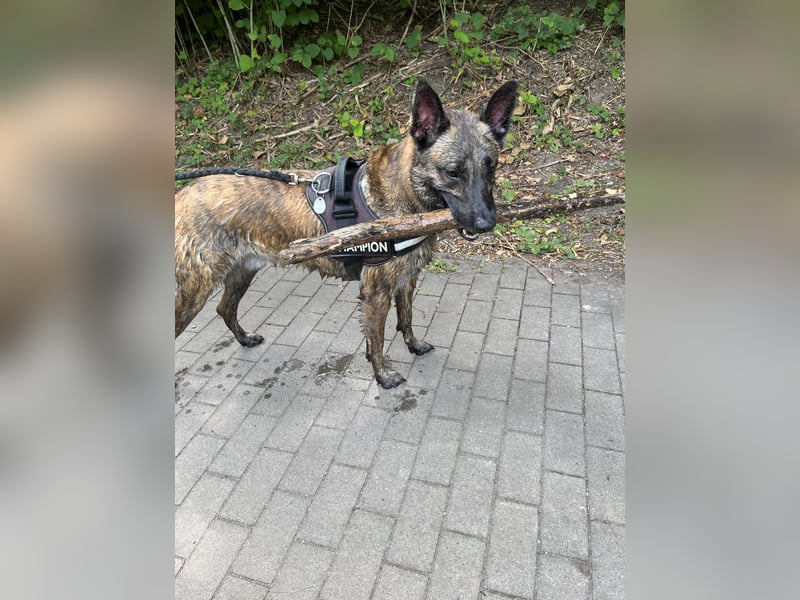 Treuer Mali sucht liebevolles zu Hause