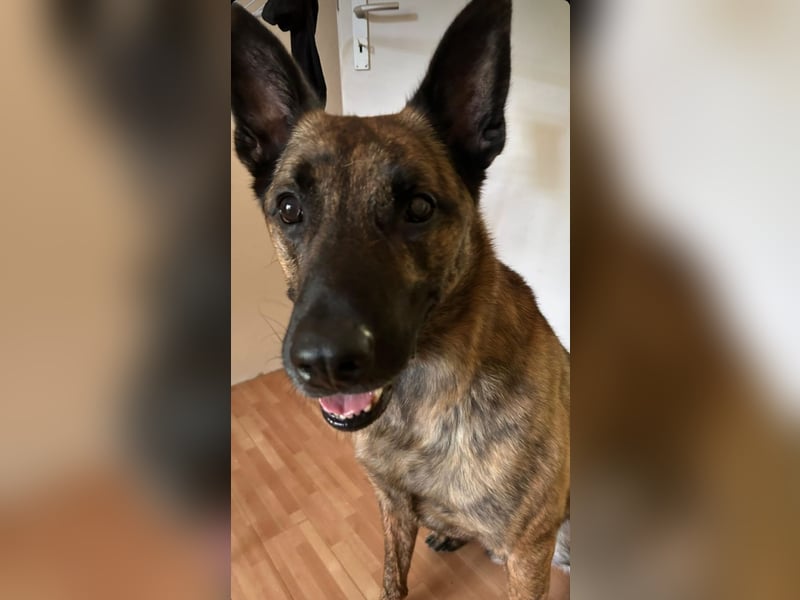 Treuer Mali sucht liebevolles zu Hause