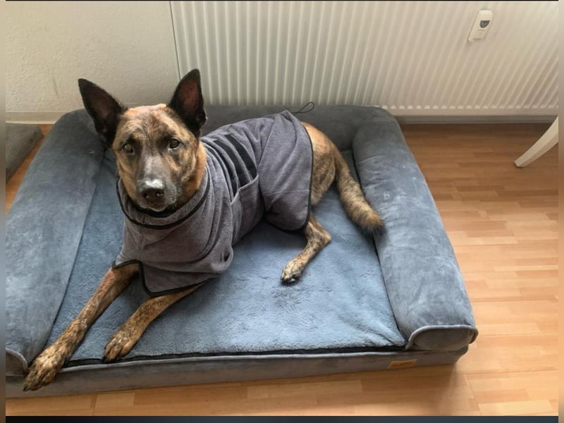 Treuer Mali sucht liebevolles zu Hause