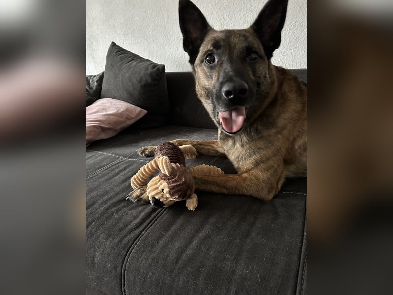 Treuer Mali sucht liebevolles zu Hause