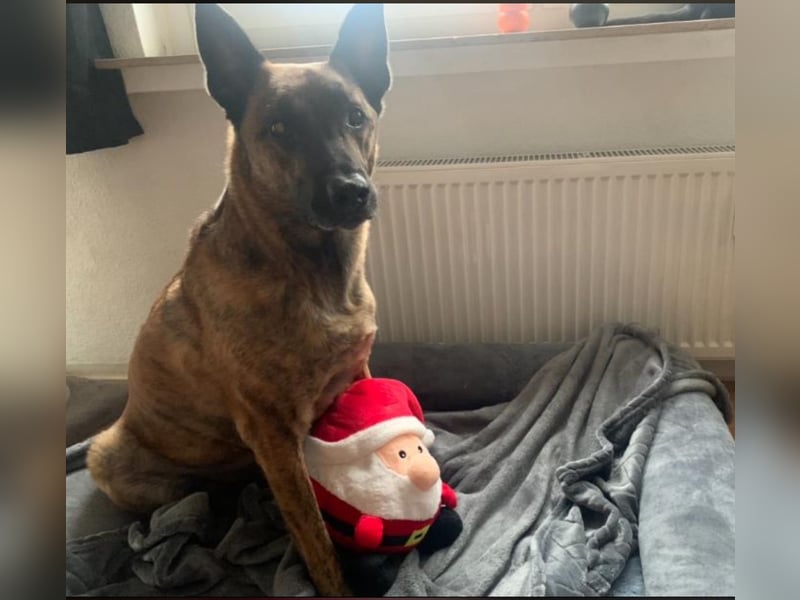 Treuer Mali sucht liebevolles zu Hause