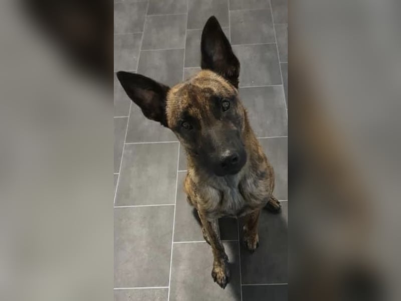 Treuer Mali sucht liebevolles zu Hause