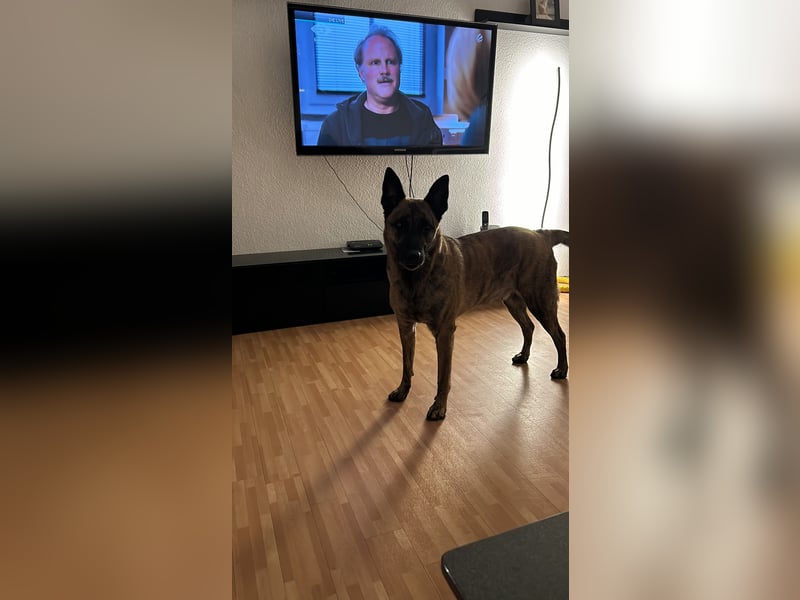 Treuer Mali sucht liebevolles zu Hause