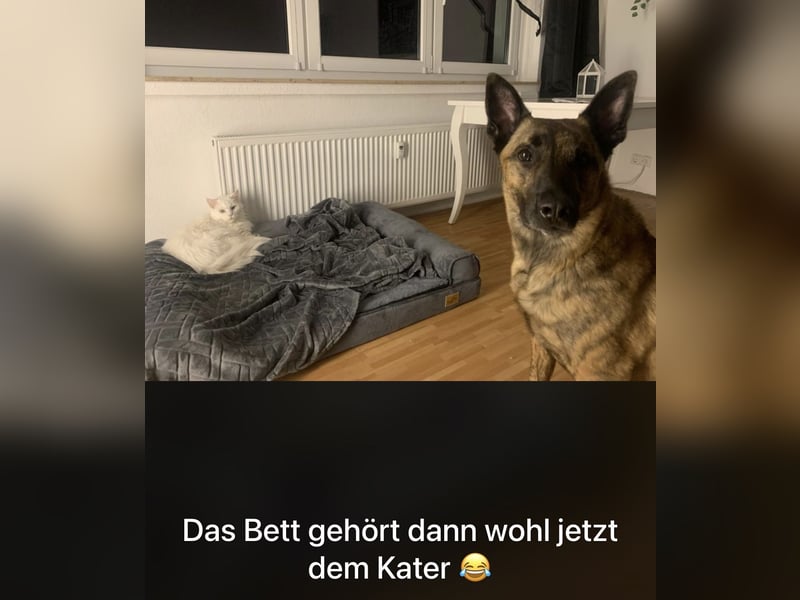 Treuer Mali sucht liebevolles zu Hause